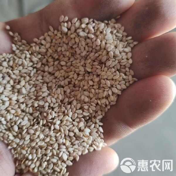 湖北白芝麻最新价格动态分析