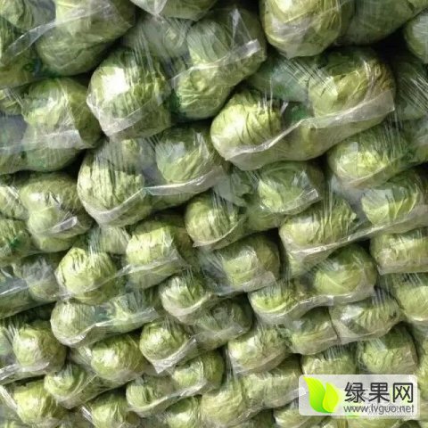 山东莴苣价格最新行情分析