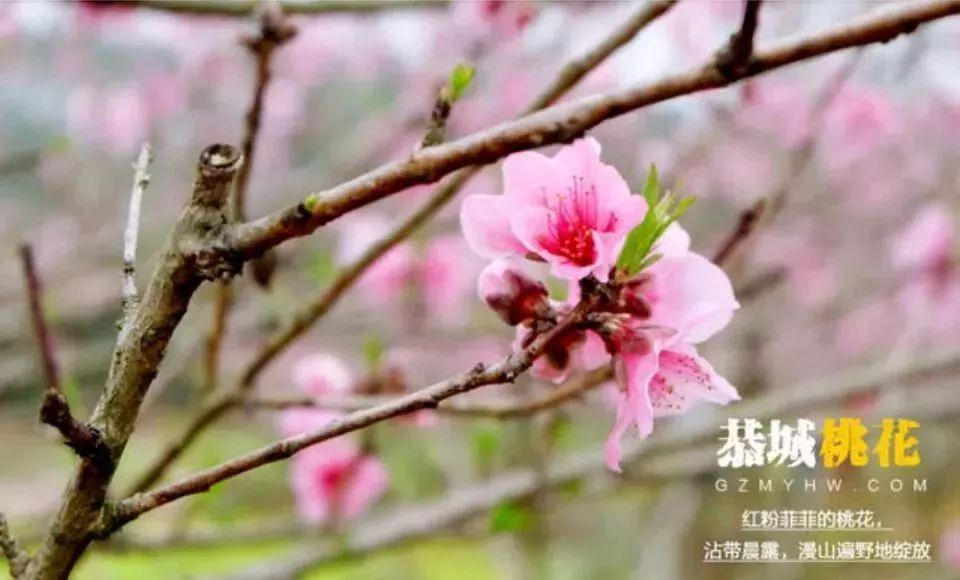 桃花依旧——最新章节探秘